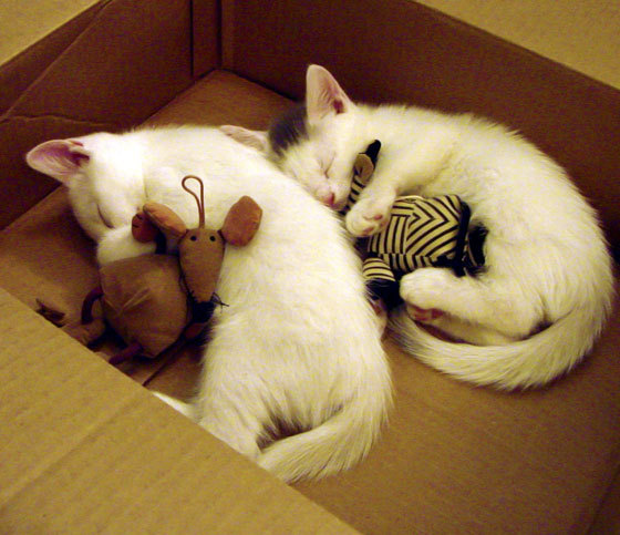 开云-埃及群星中的罗密欧，迪巴拉用冠军级表演，为芬兰之战写下意大利式咏叹调