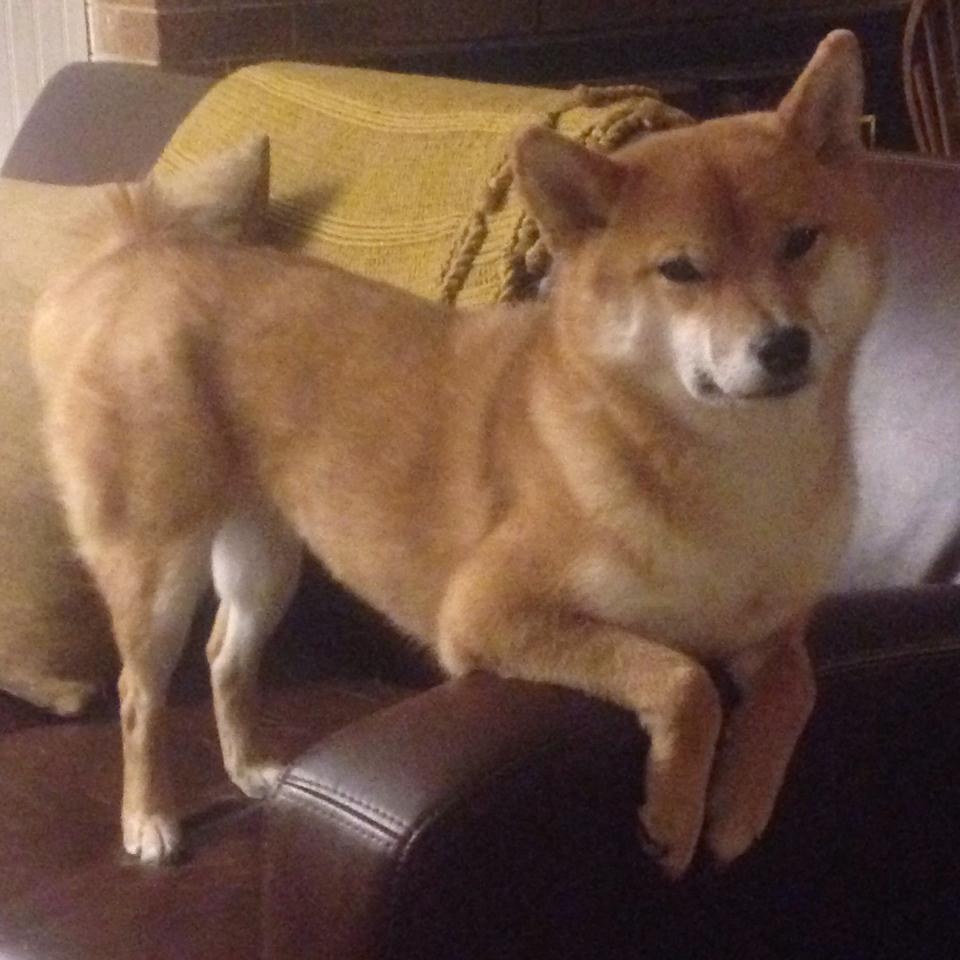 武切维奇救赎之战，从谷底到荣耀，马刺vs森林狼的涅槃时刻