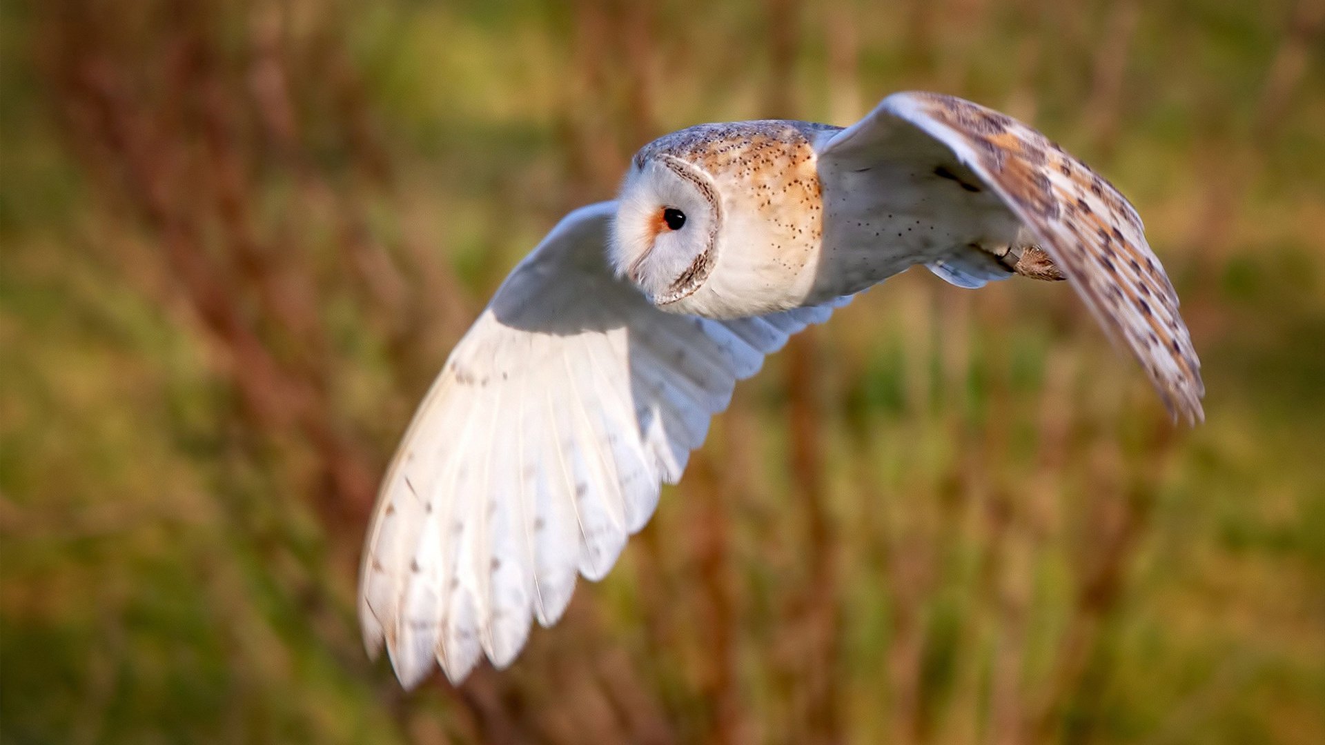 开云体育APP下载-猛龙险胜森林狼，是运气还是实力？